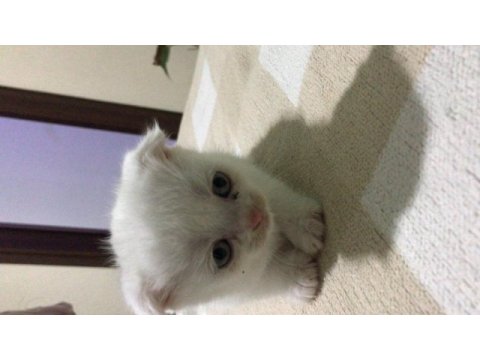 Scottish fold yavrularımız 2 aylıktır