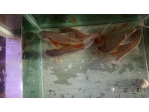 Pacu pirana 15 16 17 cm boy