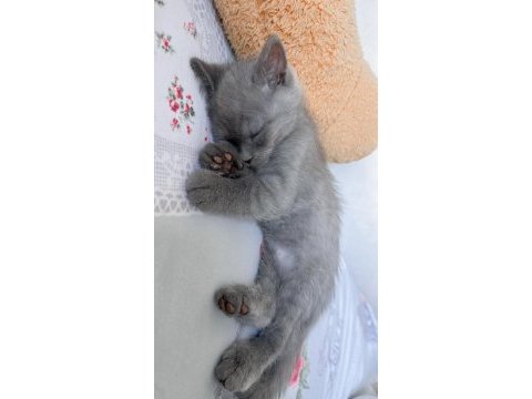 2.5 aylık yavru kedim