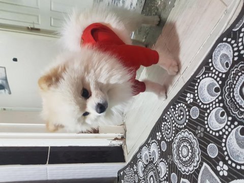 Pomeranian boo 1 yaşında