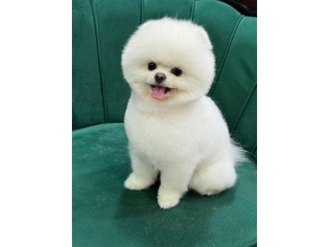 Orijinal pomeranian boo yavrular