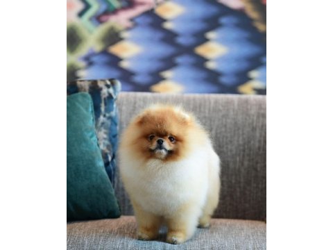 Pomeranian boo yavruları