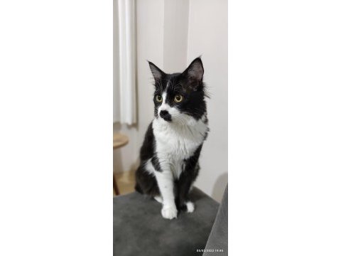 Smokin (tuxedo cinsi) kedimiz