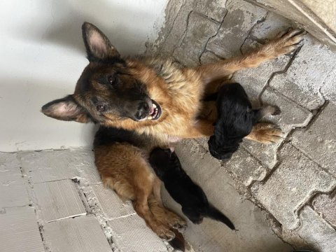 A kalite alman kurdu yavruları