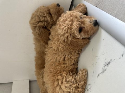 2 aylık yavru toy poodle