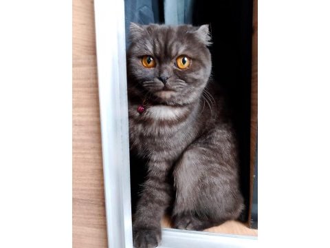 2 yaşında dişi scottish fold kızımıza yuva arıyoruz
