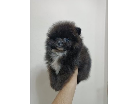 Pomeranian 2 aylık
