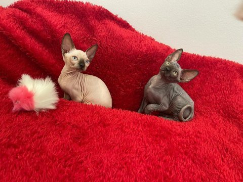 Sphynx sfenks tüysüz dişi erkek yavruları