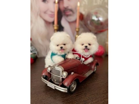 Pomeranian boo 2 efsane ayıcık