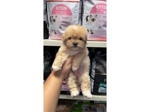 Bebek yüz en güzel maltipoo yavrularımız
