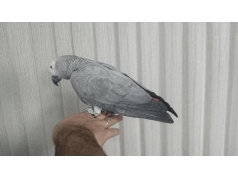 Konuşan papağan diyorsan çıtanı yükselt