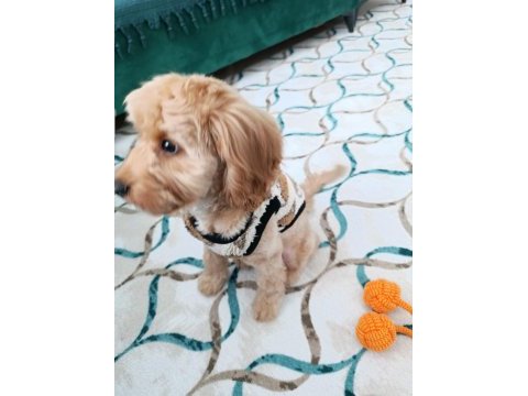 Maltipoo oğlum