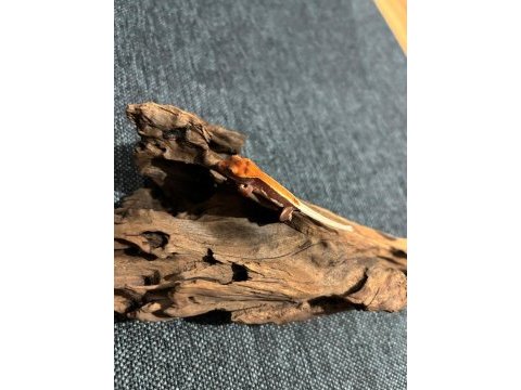 Crested gecko