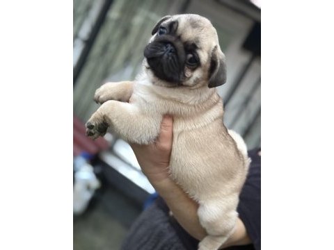 Erkek pug mops köpeğimiz
