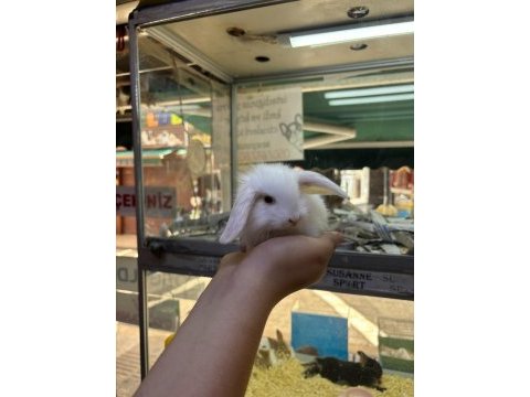 Hollanda lop ve cüce tavşanım gelmiştir