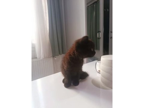 British shorthair yavrumuz yeni sahibini bekliyor.
