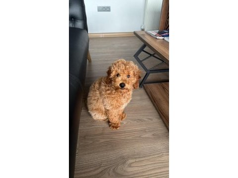 4 aylık erkek poodle pasaportlu