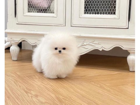 Pomeranian boo ırkının en nadide kalitesi