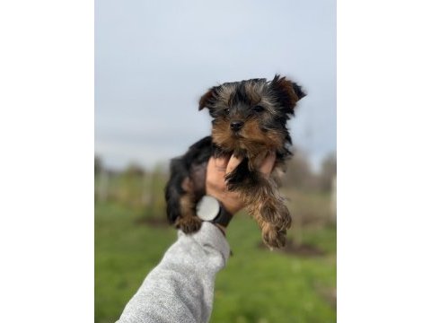 Mini boy yorkshire bebekler sun kennels