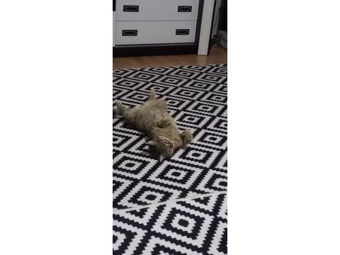 9 aylık bebek kedimiz yuva arıyor