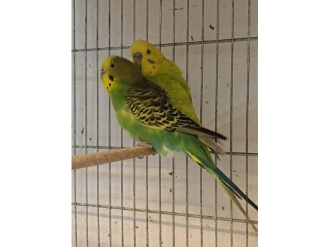 Sahiplendirme muhabbet kuşları