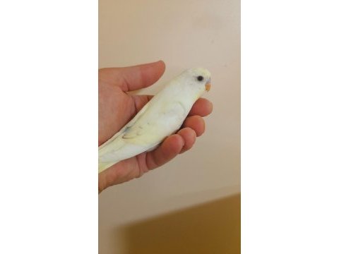 Efsane renk cremio erkek bebek muhabbet kuşu