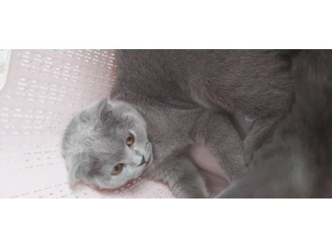 5 aylık yavru scottish fold