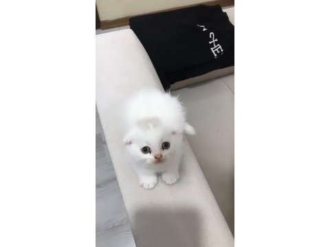 Scottish fold yavrularımız 2 aylıktır