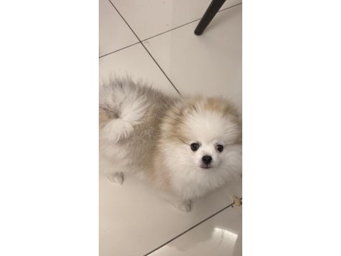Safkan erkek pomeranian teddy bear