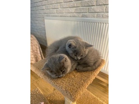 50 günlük safkan british shorthair