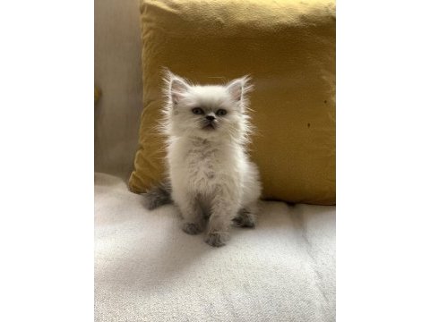Blue point british longhair