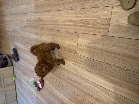 Poodle sahiplenmek 3 aylık