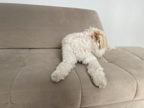 Pasaportlu aşıları eksiksiz köpeğimiz