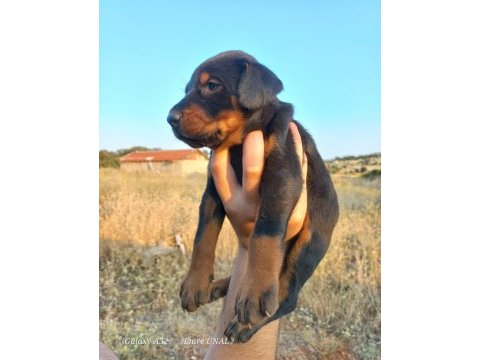 Orjinal king doberman yavrular