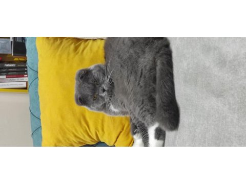 Yakışıklı scottish fold oğlum loki