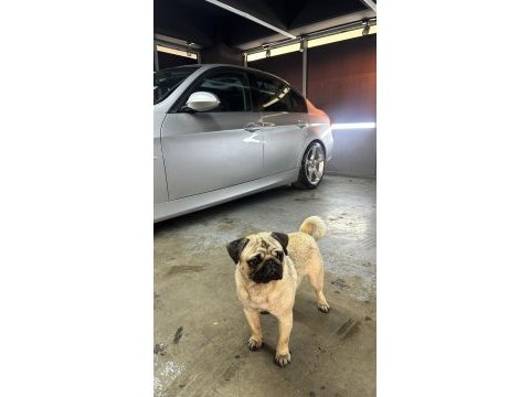 Yetiskin erkek pug mops