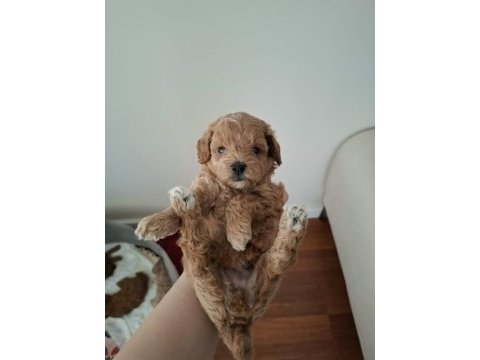 Ailemizde büyüyen maltipoo bebeklerim