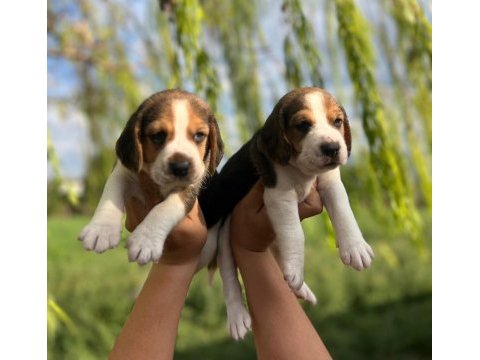 Satılık beagle yavruları