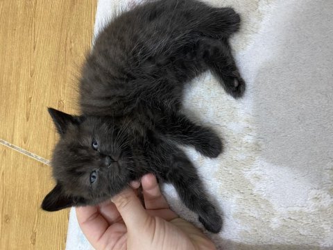 Kendi kedilerim oyuncu ve çok tatlı scottish fold