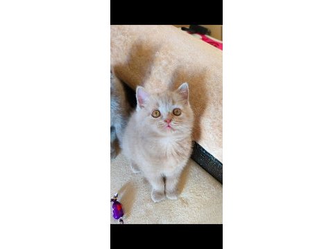 Dişi lilac şekerilinkoo kedimiz