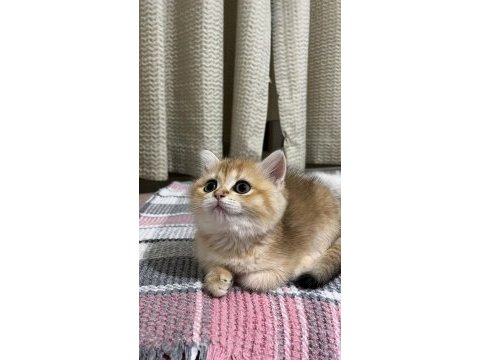 British shorthair kedisi