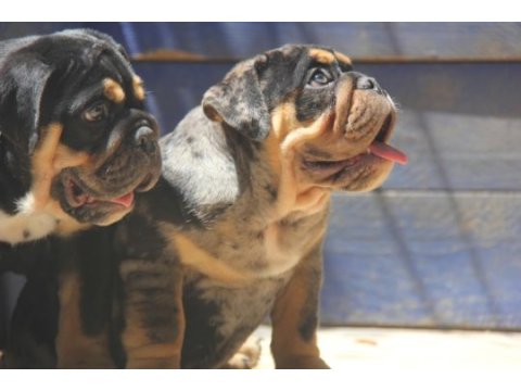 Renkli bulldog çocuklar