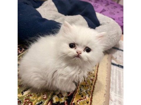 63 günlük british longhair yavrumuz