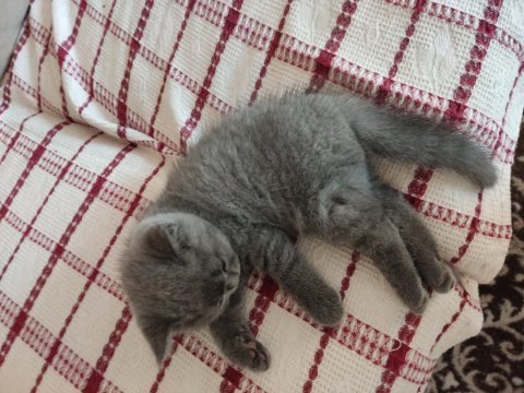 British shorthair oğlumuza yuva arıyoruz