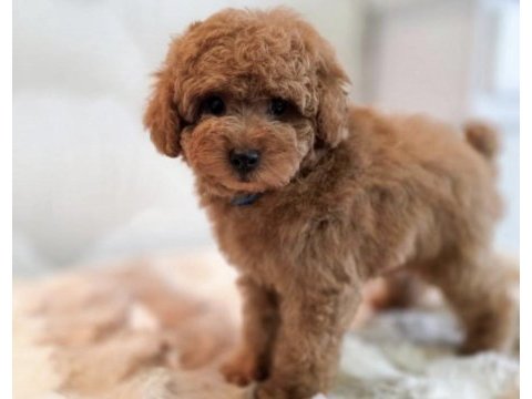 Toy poodle bakımlı köpeğim