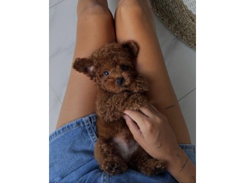 Safkan toy poodle