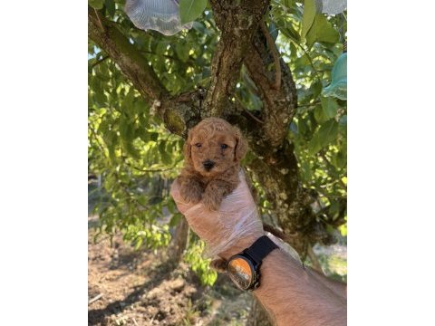 Toy poodle ırk garantili yavrularımız