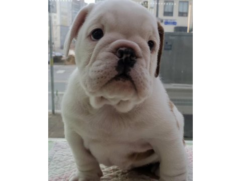İngiliz bulldog yavruları