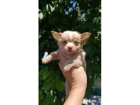 Şivava bebek köpeklerim yeni yuvasını arıyor