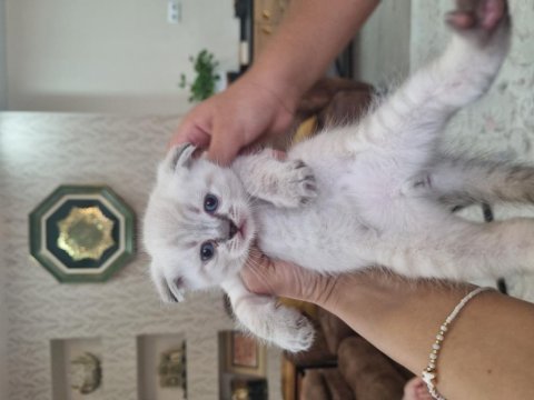 Scottish fold ve british bebekler